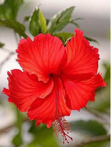 Hair tips - Chinese Hibiscus Hair tips - Chinese Hibiscus